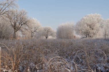 Kışın nefesi, göldeki ilk buz, soğuk bir sabahın şafağı çimenlerin üzerinde don, buzun yakın çekimi, ilk buzun üzerindeki desenler.