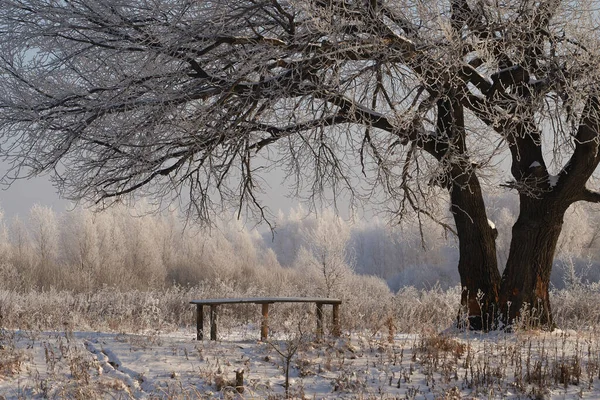 Respiração de inverno, primeiro gelo no lago, amanhecer em uma manhã gelada com geada na grama, close-up de geada, padrões no primeiro gelo. — Fotografia de Stock