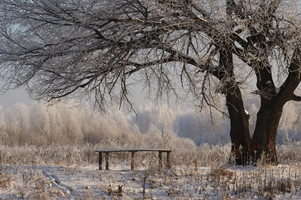 Breath of winter, first ice on the lake, dawn on a frosty morning with frost on the grass, close-up of frost, patterns on the first ice. — Photo