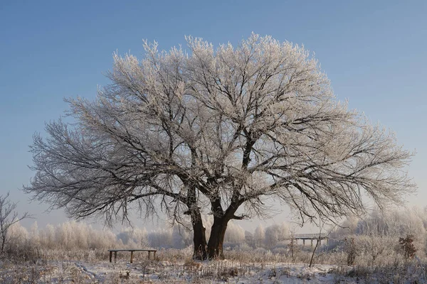 Respiro d'inverno, primo ghiaccio sul lago, alba su una mattina gelida con gelo sull'erba, primo piano di gelo, modelli sul primo ghiaccio. — Foto Stock