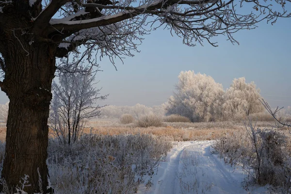 Dech zimy, první led na jezeře, úsvit v mrazivém ránu s mrazem na trávě, detailní záběr mrazu, vzory na prvním ledě. — Stock fotografie