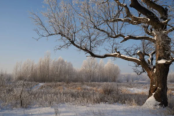 Breath of winter, first ice on the lake, dawn on a frosty morning with frost on the grass, close-up of frost, patterns on the first ice. — Photo