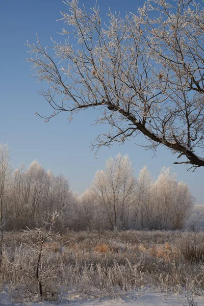 Breath of winter, first ice on the lake, dawn on a frosty morning with frost on the grass, close-up of frost, patterns on the first ice. — Stock Photo, Image