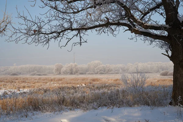 Breath of winter, first ice on the lake, dawn on a frosty morning with frost on the grass, close-up of frost, patterns on the first ice. — Photo