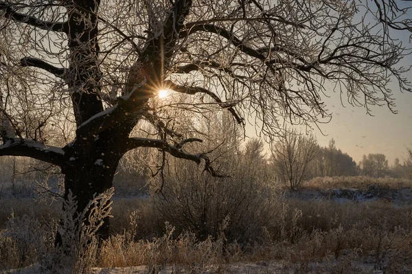 Aliento de invierno, primer hielo en el lago, amanecer en una mañana helada con heladas en la hierba, primer plano de las heladas, patrones en el primer hielo. — Foto de Stock