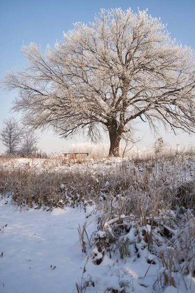 Breath of winter, first ice on the lake, dawn on a frosty morning with frost on the grass, close-up of frost, patterns on the first ice. — Photo