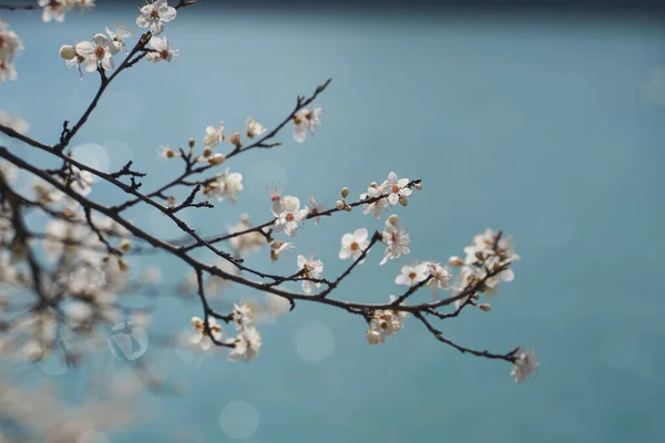 Almond blossom in early spring, close-up. Blurred soft blue background. Copy space.