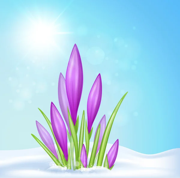 Violet crocus in sneeuw — Stockvector