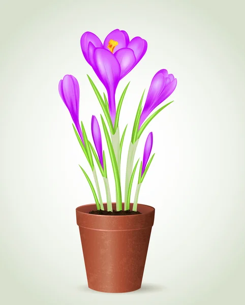 Violet crocus in flower pot — Stock Vector