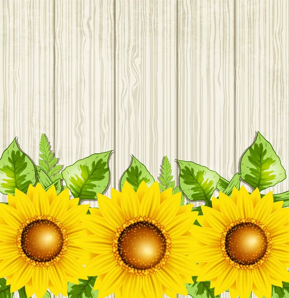 Fondo de verano con girasoles — Archivo Imágenes Vectoriales