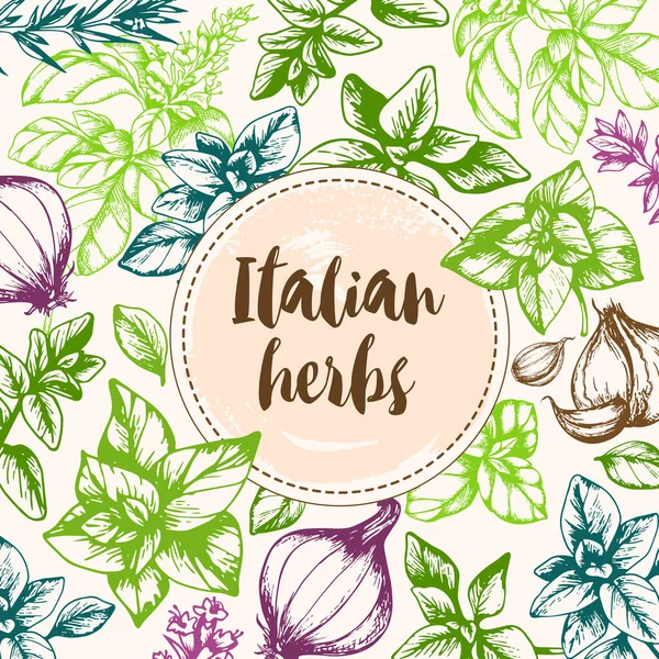 Vintage Vector Hand Drawn Background Italian Spices Herbs — Stock Vector