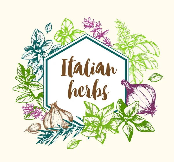 Vintage Vector Hand Drawn Background Italian Spices Herbs — Stock Vector