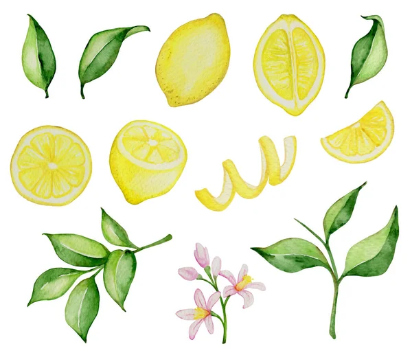 Set Hand Drawn Vector Watercolor Lemons Green Leaves White Background — Stock Vector