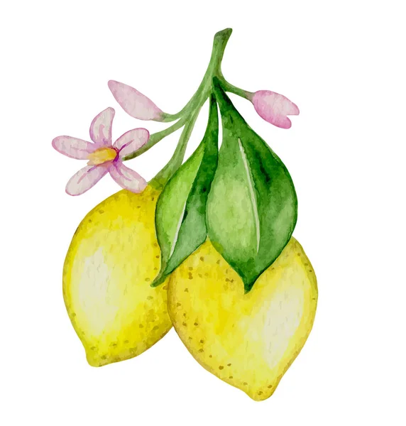 Vector Dibujado Mano Acuarela Limones Flores Hojas Verdes Sobre Fondo — Archivo Imágenes Vectoriales