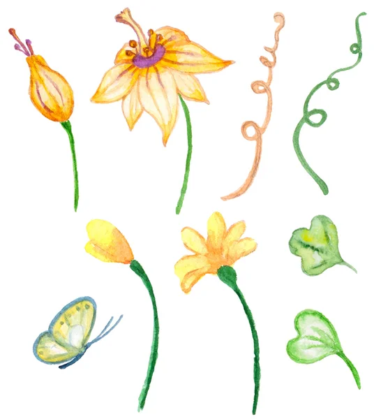 Aquarel floral elementen voor ontwerp — Stockvector