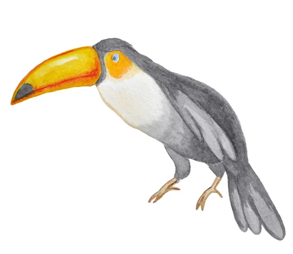 Watercolor toucan — Stock Photo, Image