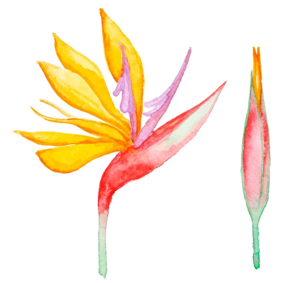 Aquarela flor tropical —  Vetores de Stock