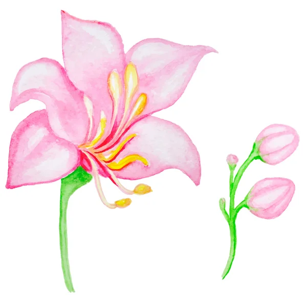 핑크 수채화 열 대 꽃 — 스톡 벡터