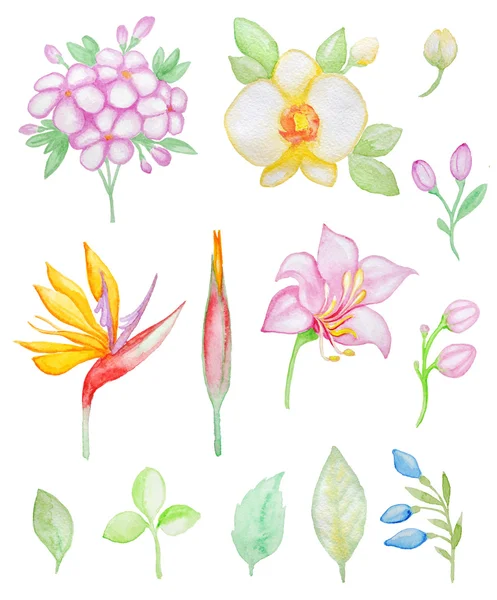 Akvarell trópusi virágok és levelek — Stock Fotó