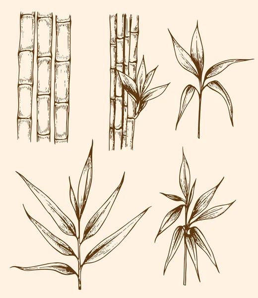 Vintage bamboo branch — Stock Vector