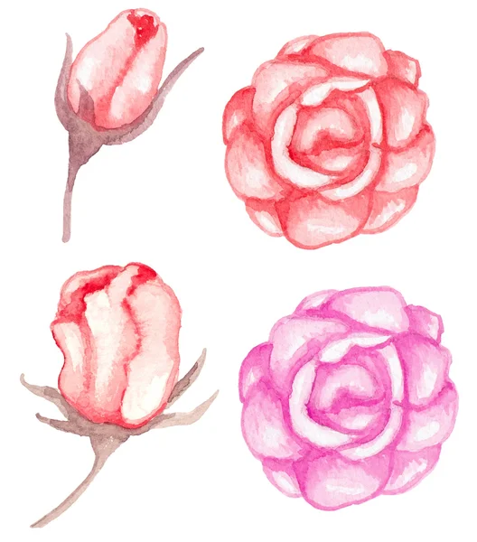 Aquarela rosas vermelhas —  Vetores de Stock