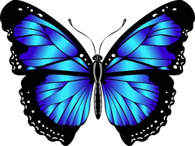 Beautiful bright blue  butterfly. Vector illustration isolated.