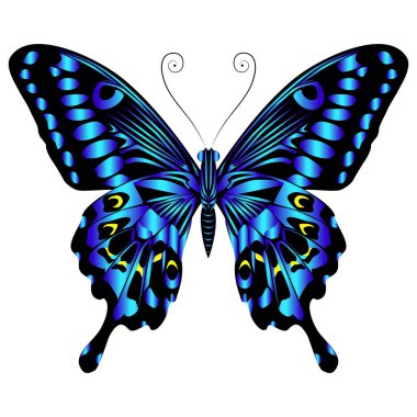 Beautiful bright blue  butterfly. Vector illustration isolated.