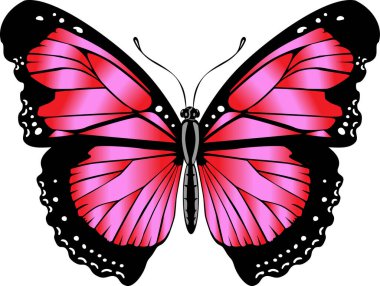 Beautiful bright red  butterfly. Vector illustration isolated.