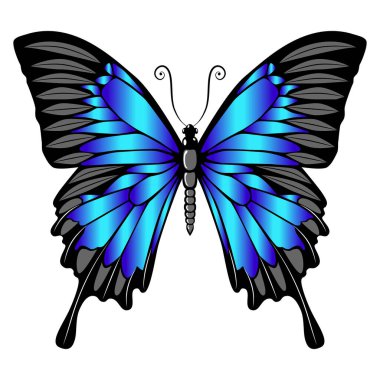 Beautiful bright blue  butterfly. Vector illustration isolated.