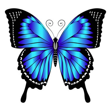 Beautiful bright blue  butterfly. Vector illustration isolated.