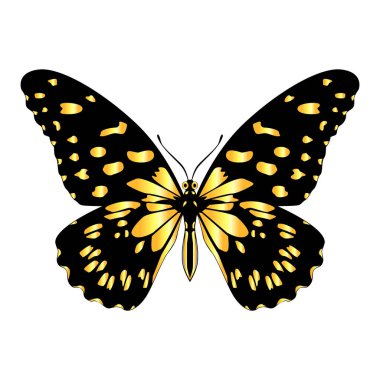 Beautiful bright yellow  butterfly. Vector illustration isolated.
