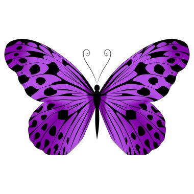 Beautiful bright purple  butterfly. Vector illustration isolated