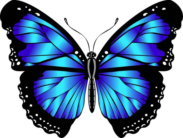 Beautiful bright blue  butterfly. Vector illustration isolated.