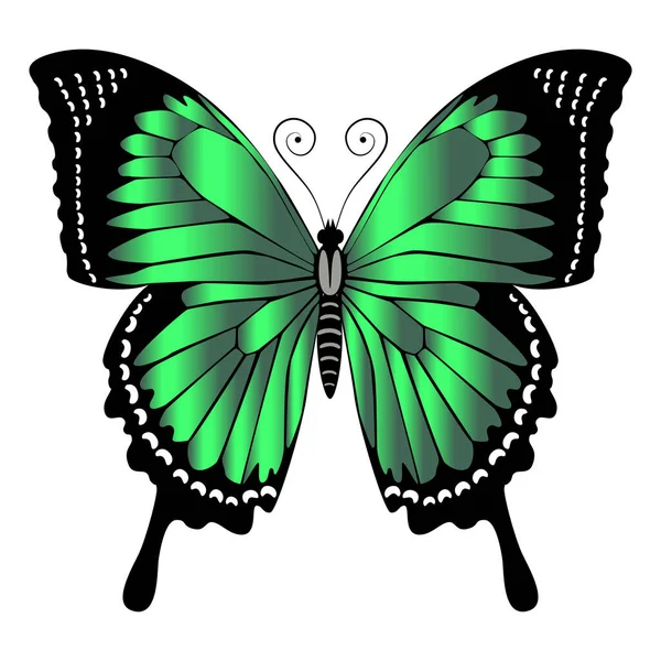 Mooie Heldergroene Vlinder Vectorillustratie Geïsoleerd — Stockvector