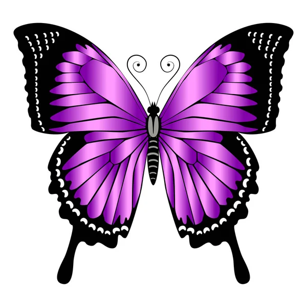 Beau Papillon Violet Vif Illustration Vectorielle Isolée — Image vectorielle