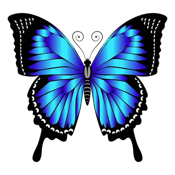 Beautiful Bright Blue Butterfly Vector Illustration Isolated — Vector de stock