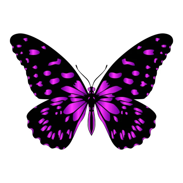 Beautiful Bright Purple Butterfly Vector Illustration Isolated — Vector de stock