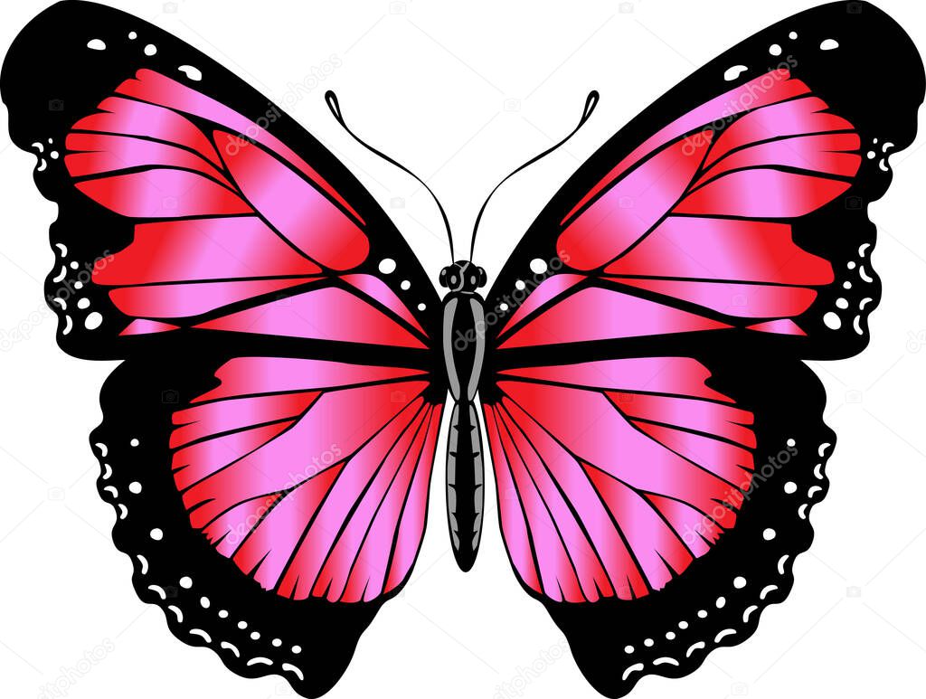 Beautiful bright red  butterfly. Vector illustration isolated.