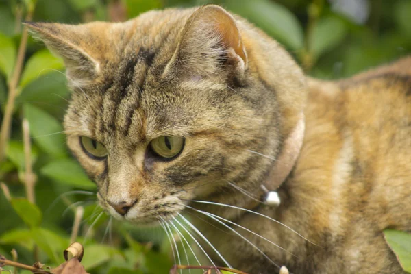 Tekir kedi — Stok fotoğraf