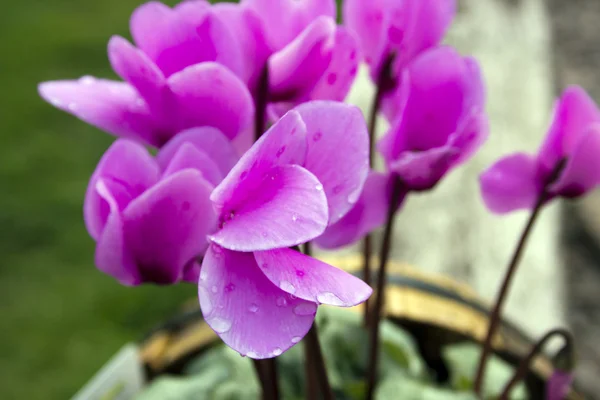 Flores de Cylamen — Fotografia de Stock