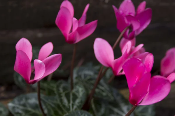 Cylamen flowers — Stock Photo, Image