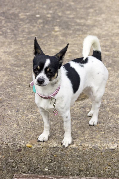 Chihuahua — Fotografia de Stock