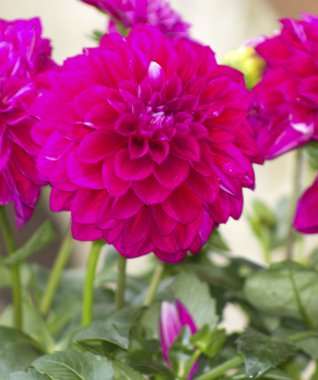 pembe dahlia çiçekler