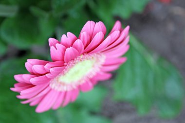 gerbera çiçek