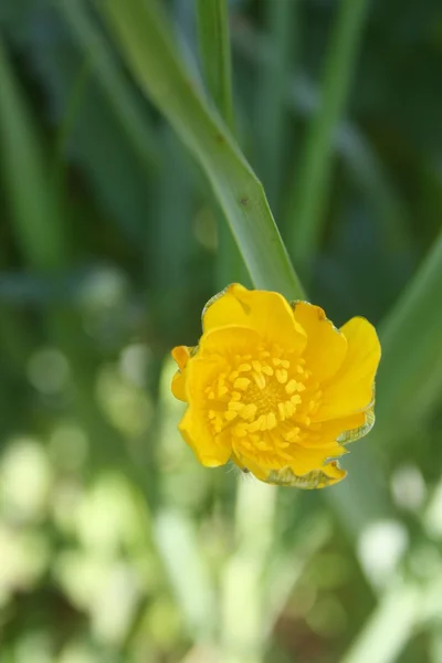 Blumen — Stockfoto