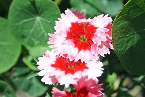 Flores — Fotografia de Stock