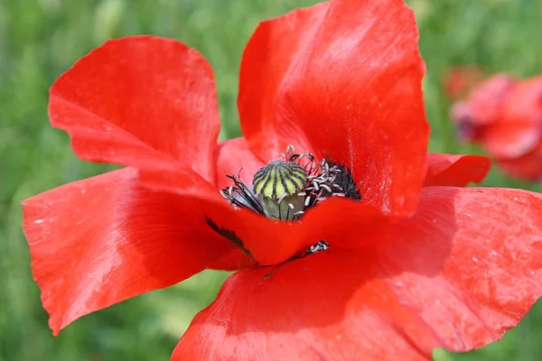 Flores — Fotografia de Stock