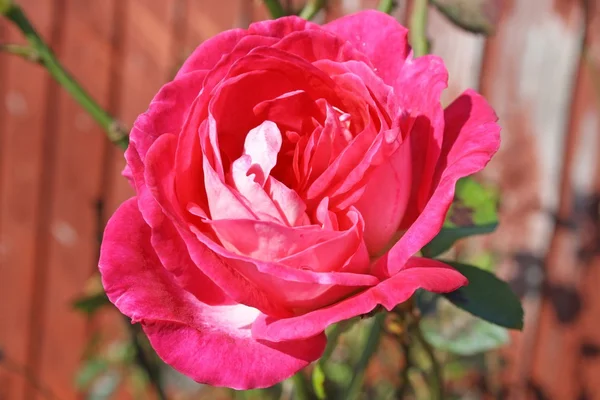 Rosa roja — Foto de Stock