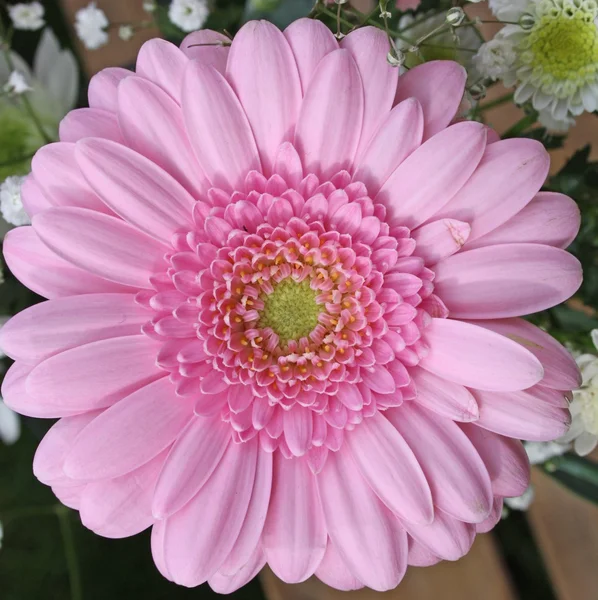 Gerbera květina — Stock fotografie