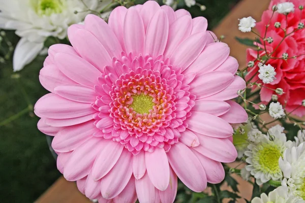 Gerbera-Blüte — Stockfoto